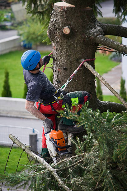 Best Arborist Consultation Services  in Northern Cambria, PA